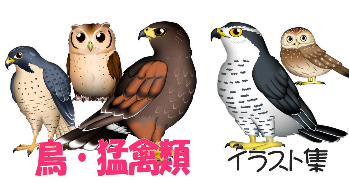 野鳥イラスト