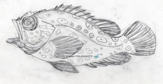 カサゴ　イラスト