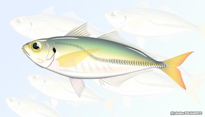 マアジ　イラスト