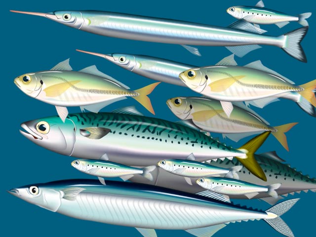 魚イラスト