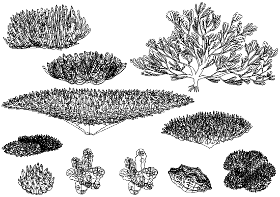 サンゴ　イラスト