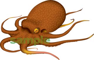 タコ　イラスト