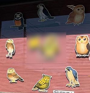 猛禽　看板